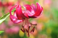 Rich red reflexed petals on this flower